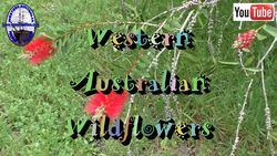 Wildflowers - M